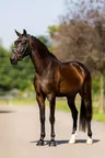 Warmblood Dressage Horse For Sale