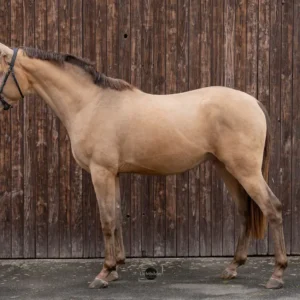 Dressage Horse For Sale