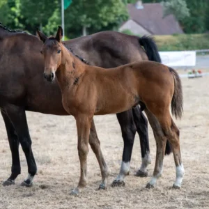 Belgian Warmblood Show Jumping Horse For Sale