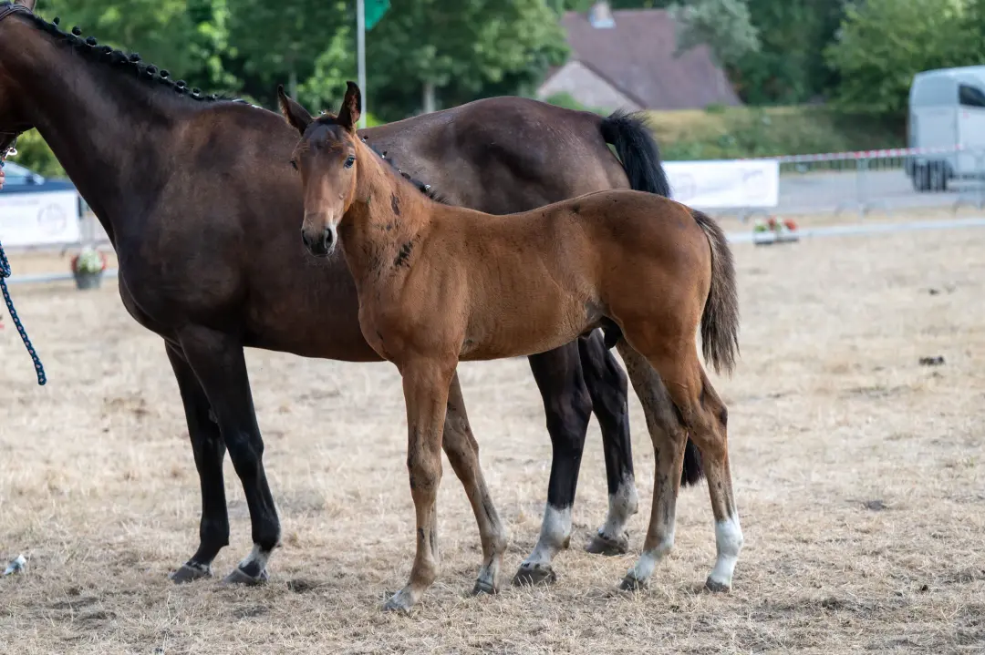 Belgian Warmblood Show Jumping Horse For Sale