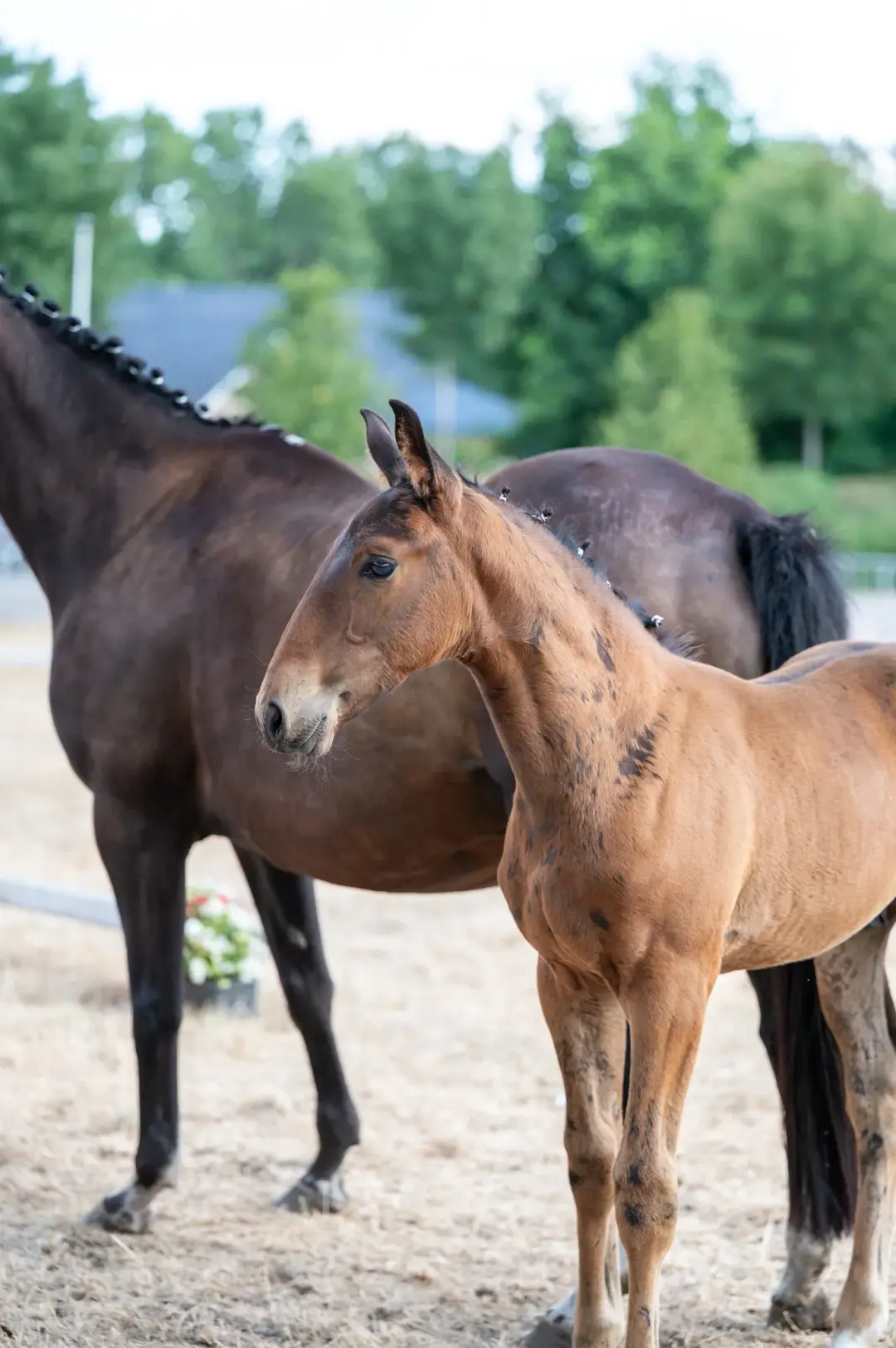 Belgian Warmblood Show Jumping Horse For Sale