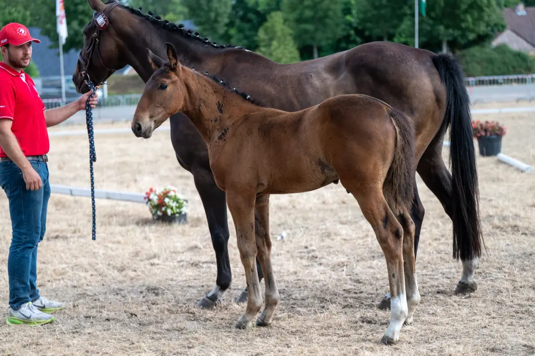 Belgian Warmblood Show Jumping Horse For Sale