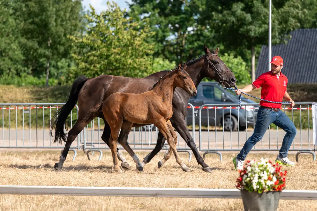 Belgian Warmblood Show Jumping Horse For Sale
