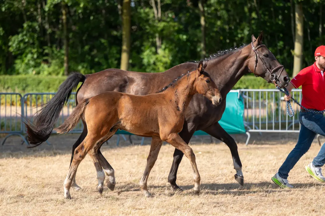 Belgian Warmblood Show Jumping Horse For Sale