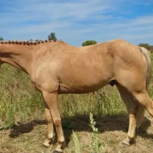 Spanish Sporthorse Pony Horse For Sale