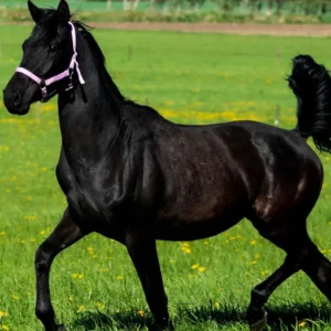Black Beauty horse for sale