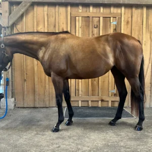 4 year old OTTB horse for sale