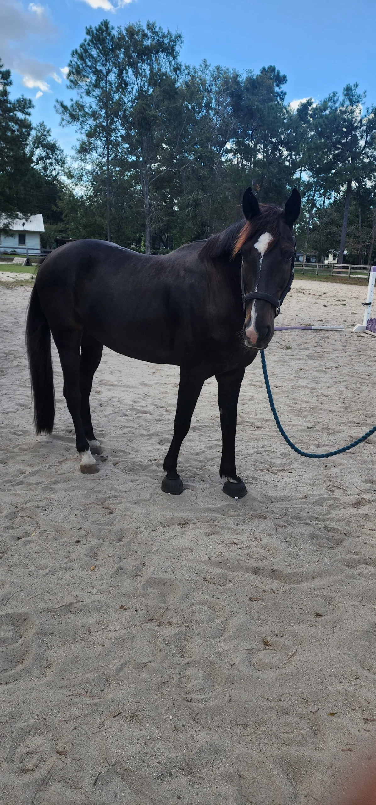 Adorable Dutch Warmblood Horse For Sale