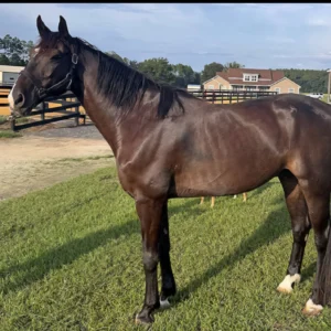 Adorable Dutch Warmblood Horse For Sale