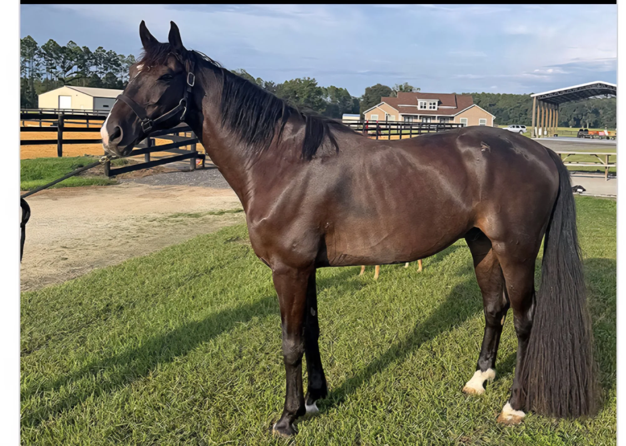 Adorable Dutch Warmblood Horse For Sale