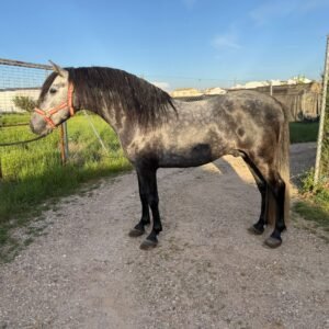 Andalusian Horse For Sale