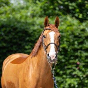 Aperol Horse For Sale