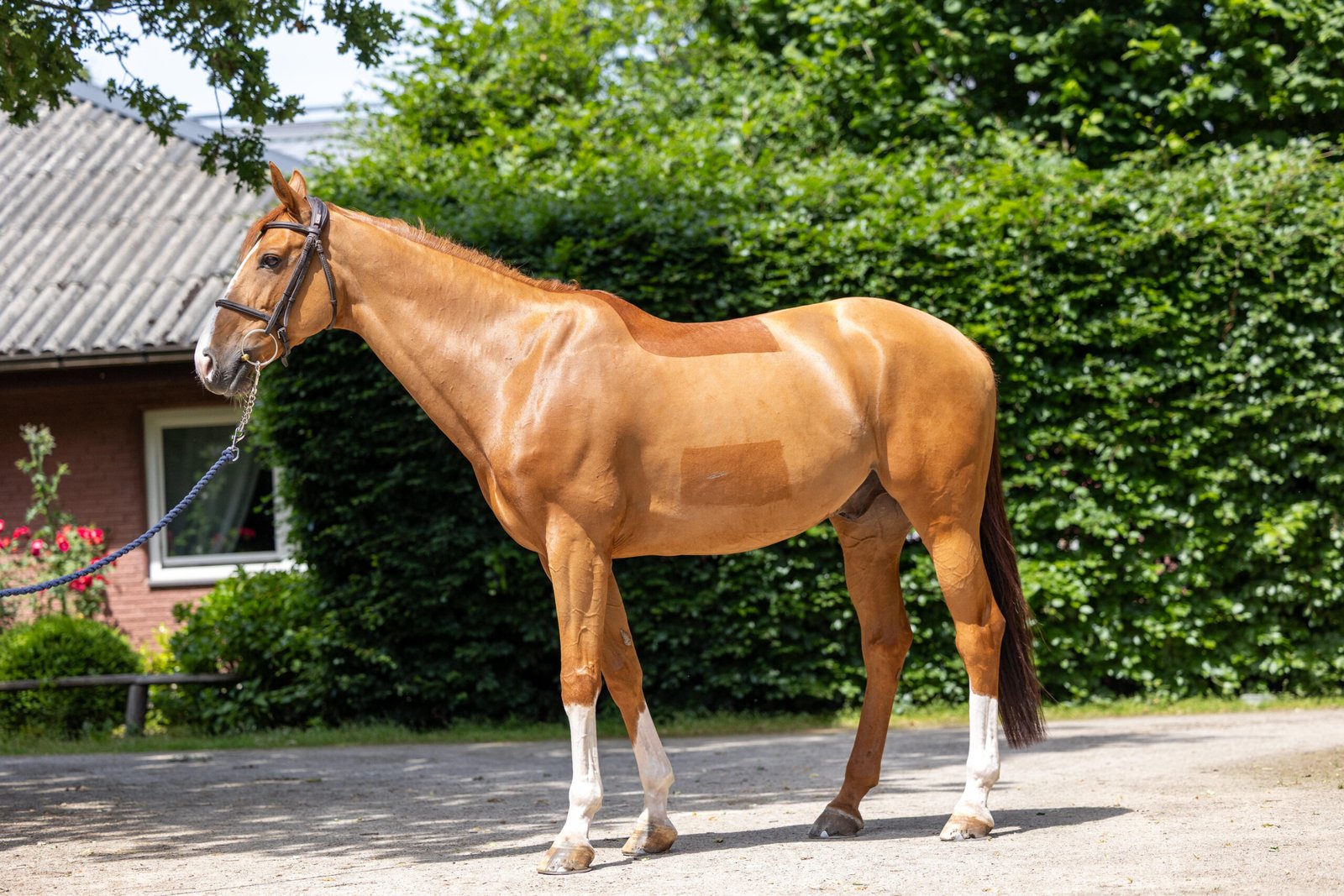 Aperol Horse For Sale