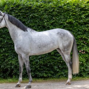 Anthea Horse For Sale