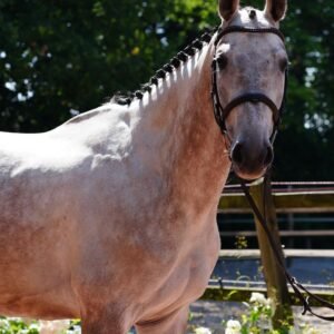 Feivel Horse For Sale