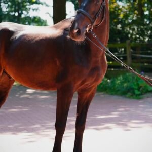 Hulk Horse For Sale