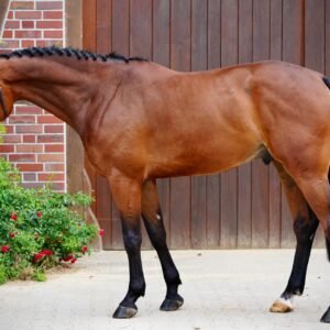Ballantines Horse For Sale