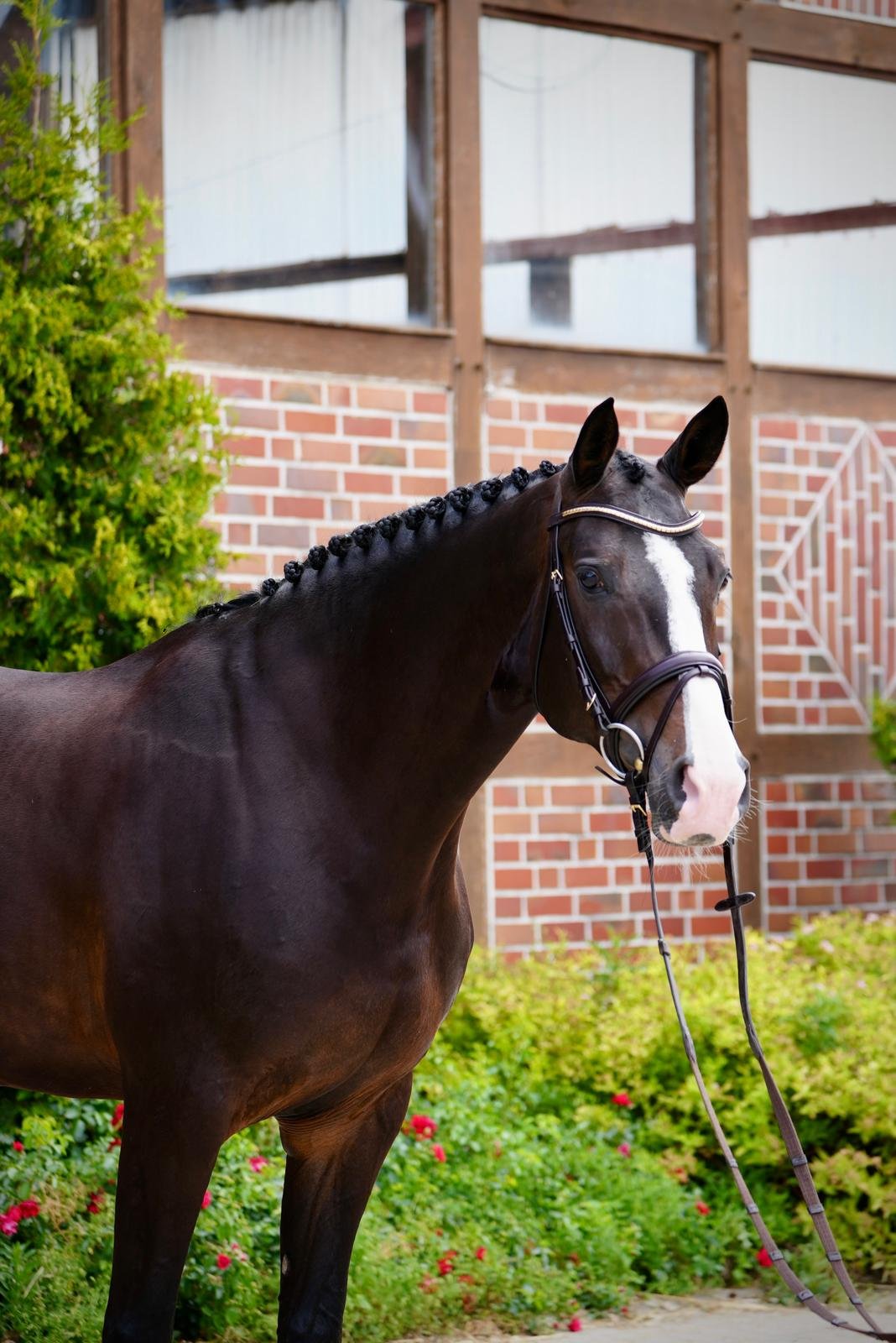 Trixie Horse For Sale