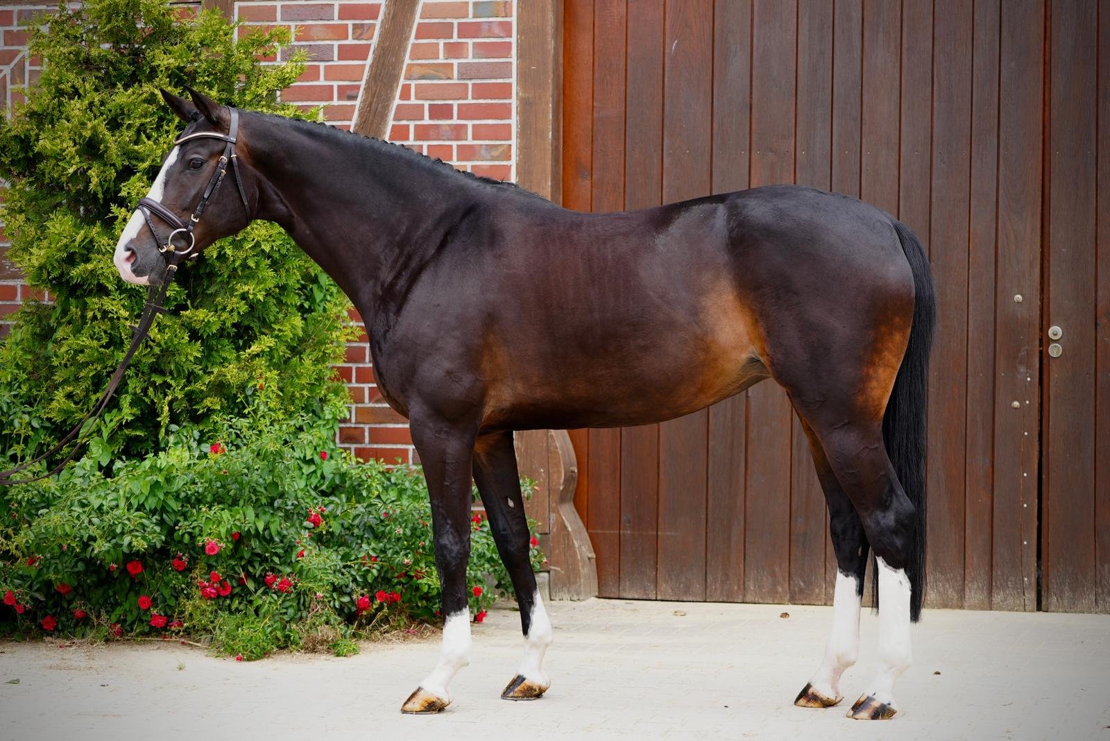 Trixie Horse For Sale