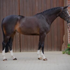 Trixie Horse For Sale