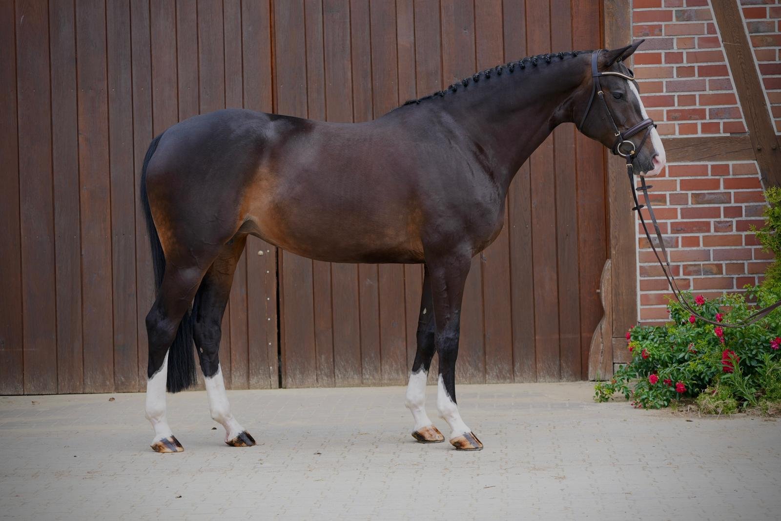 Trixie Horse For Sale