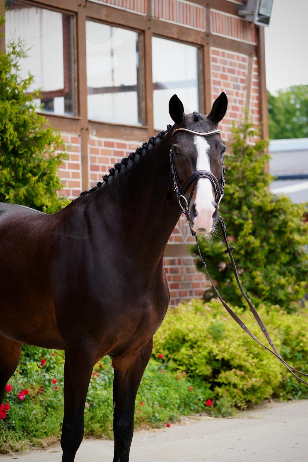 Trixie Horse For Sale