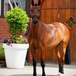 Hastings Horse For Sale