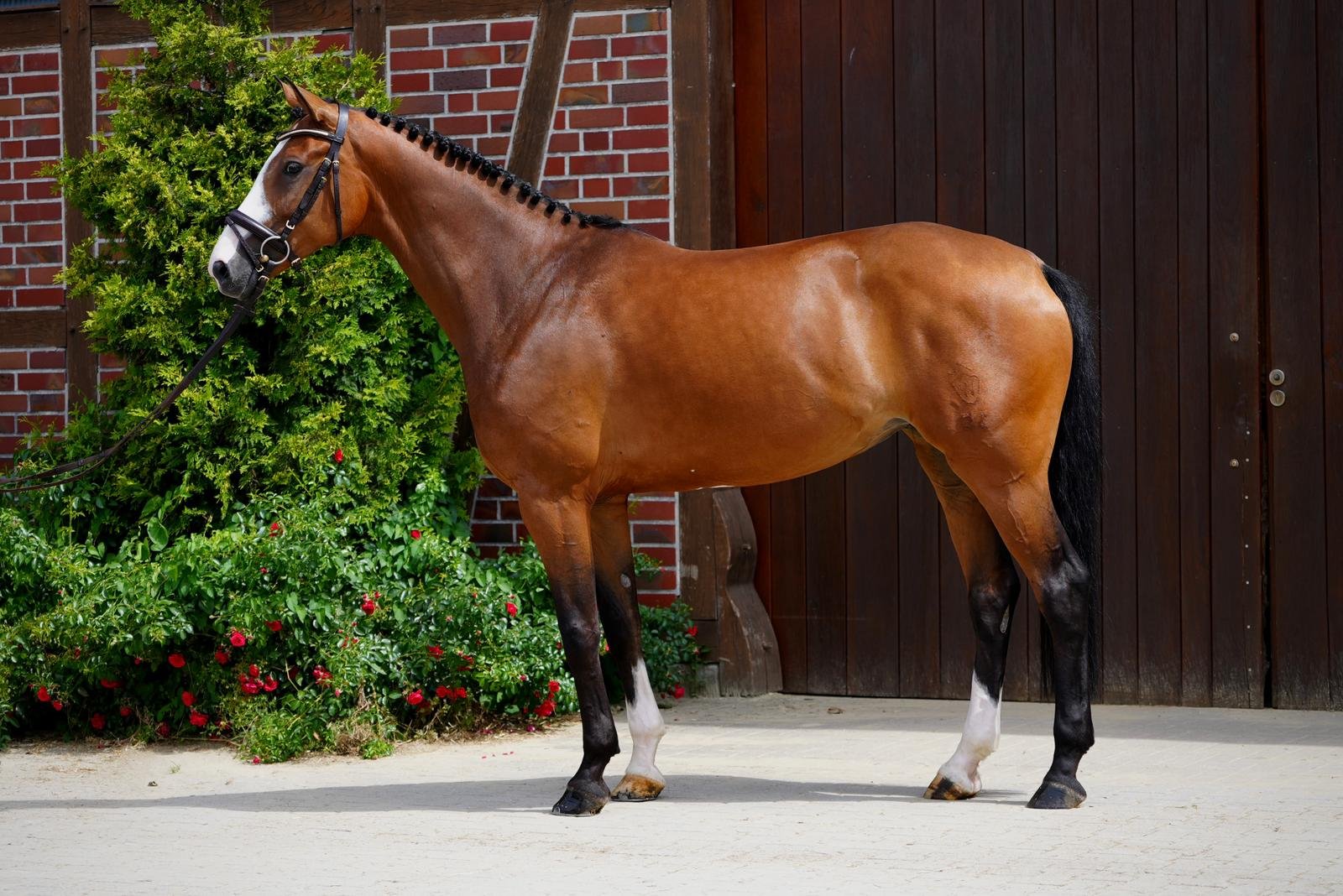 Zensation Horse For Sale