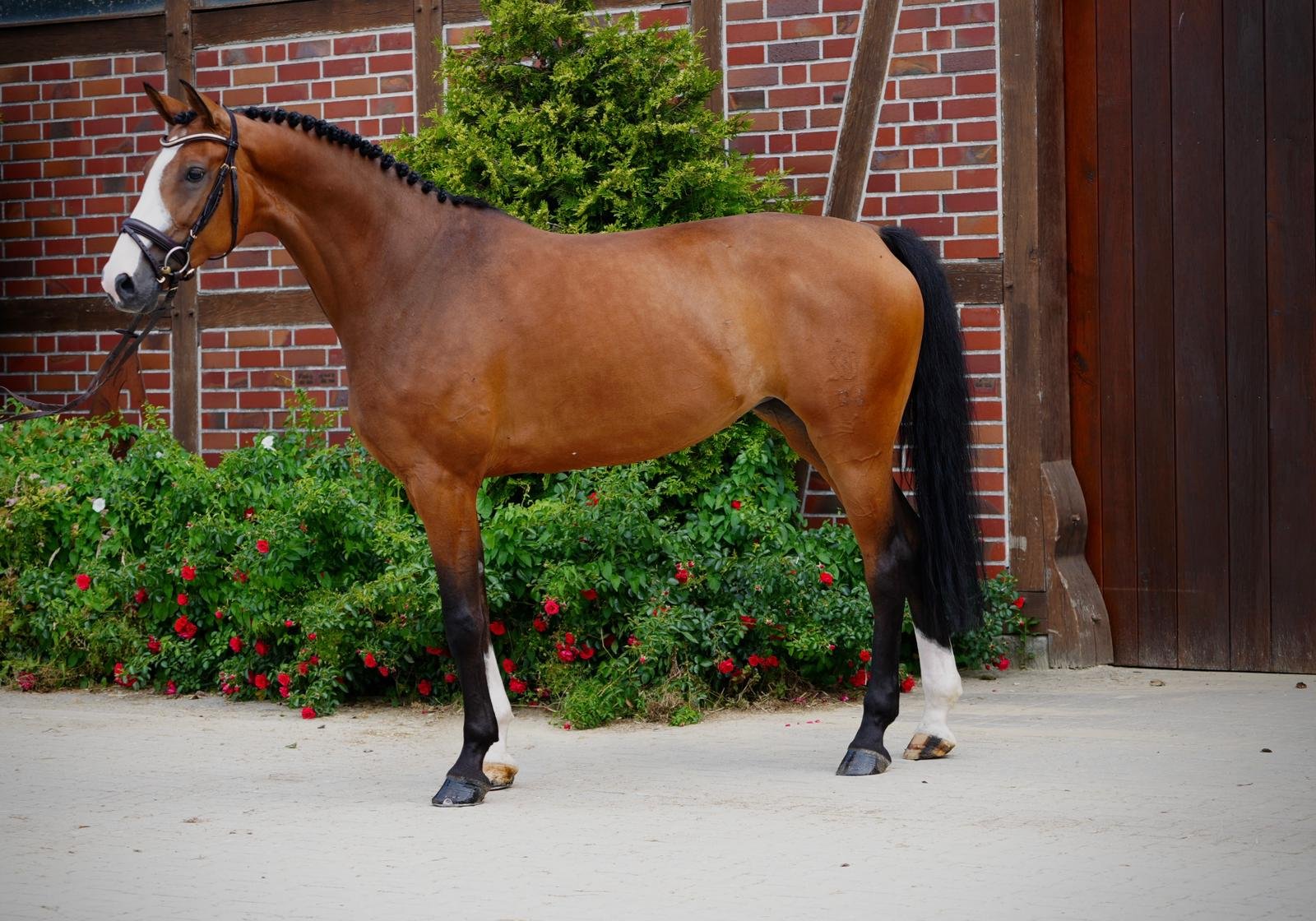 Zensation Horse For Sale