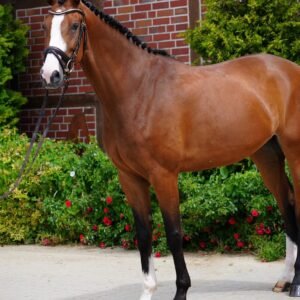 Zensation Horse For Sale