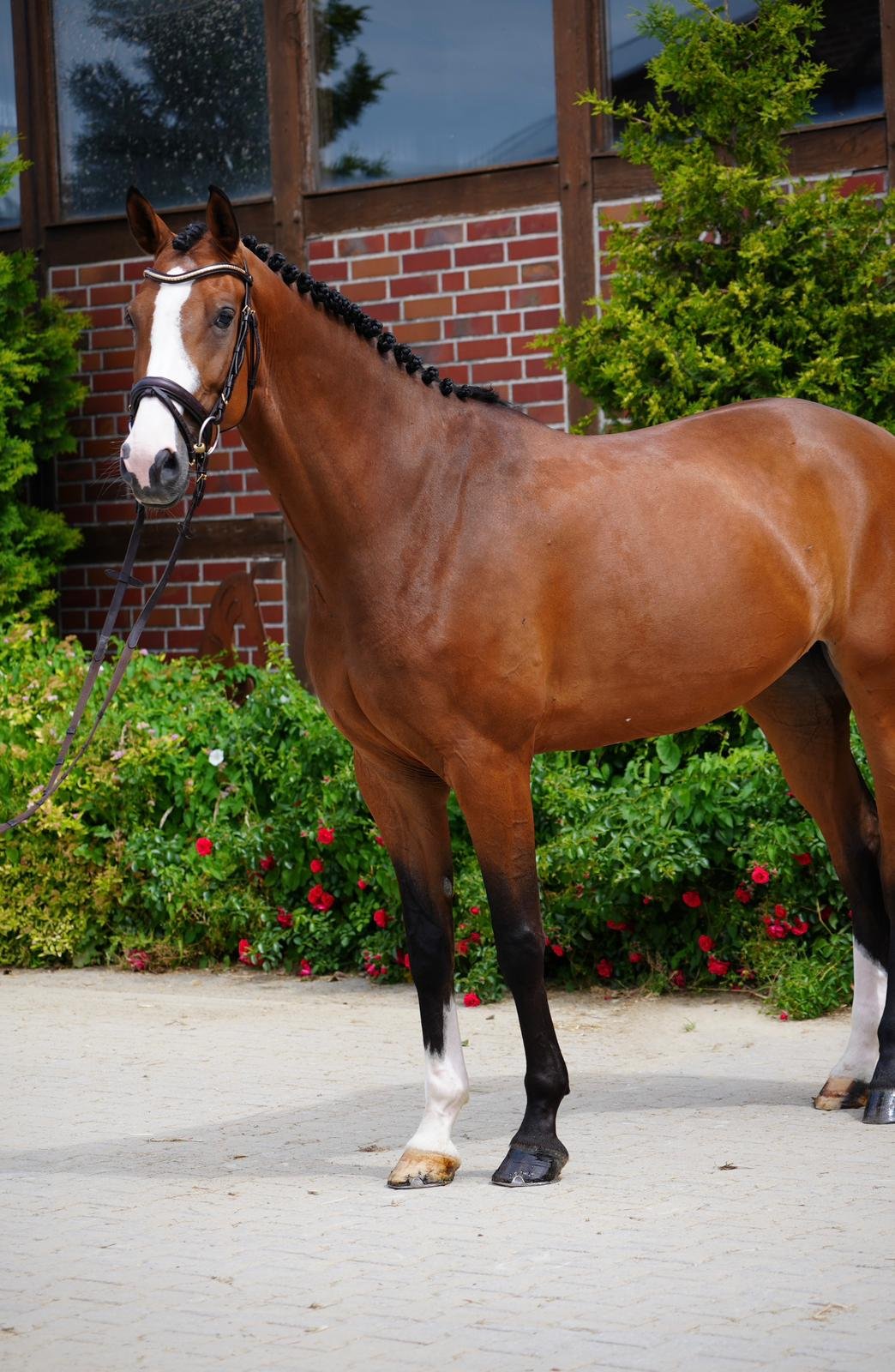 Zensation Horse For Sale