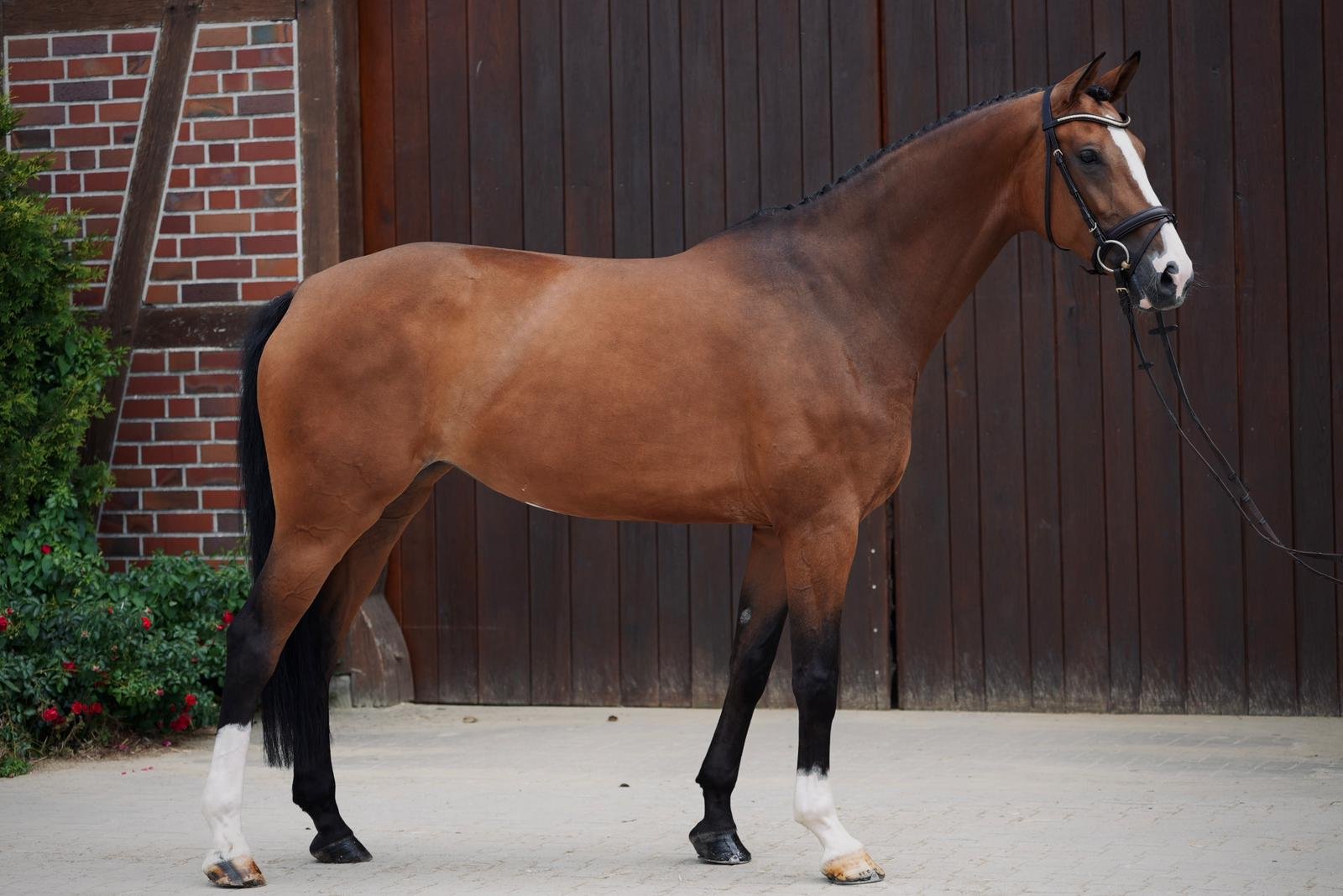 Zensation Horse For Sale