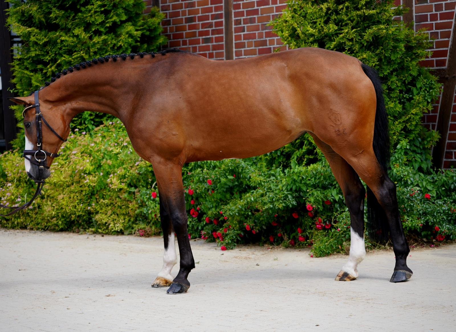 Zensation Horse For Sale