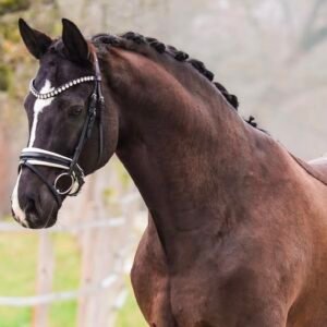 Sylvester Horse For Sale