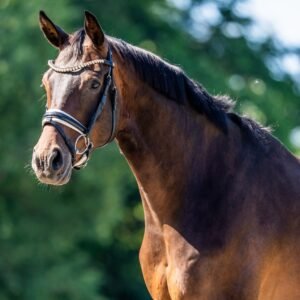 Magister Horse For Sale