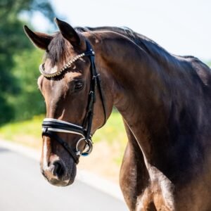 Nala Horse For Sale