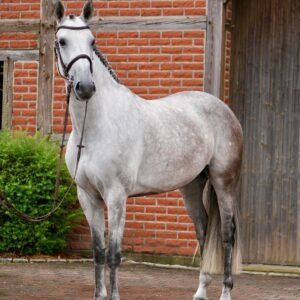 Cocobella Horse For Sale
