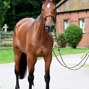Karlo Horse For Sale
