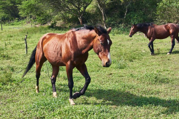 https://horsesforsale.us.com/