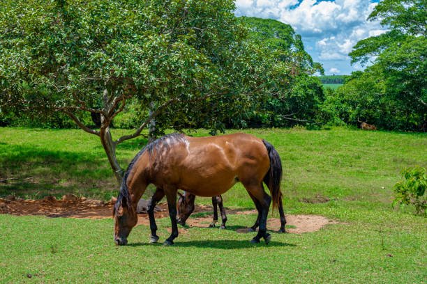 https://horsesforsale.us.com/