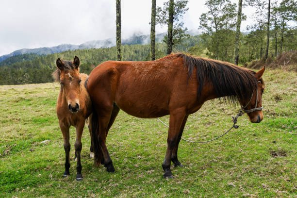 https://horsesforsale.us.com/