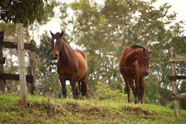 https://horsesforsale.us.com/