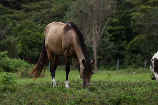 https://horsesforsale.us.com/