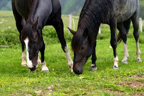 https://horsesforsale.us.com/ https://horsesforsale.us.com/