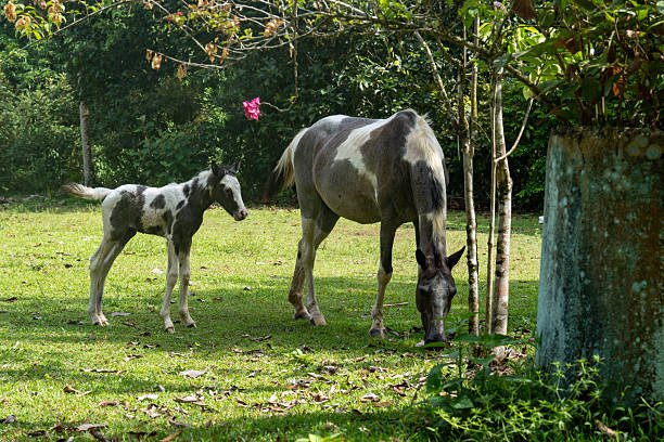 https://horsesforsale.us.com/