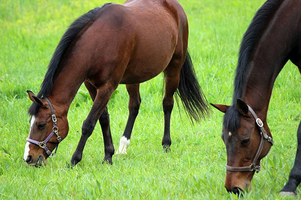 https://horsesforsale.us.com/