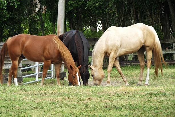 https://horsesforsale.us.com/ https://horsesforsale.us.com/