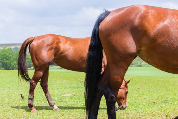 https://horsesforsale.us.com/