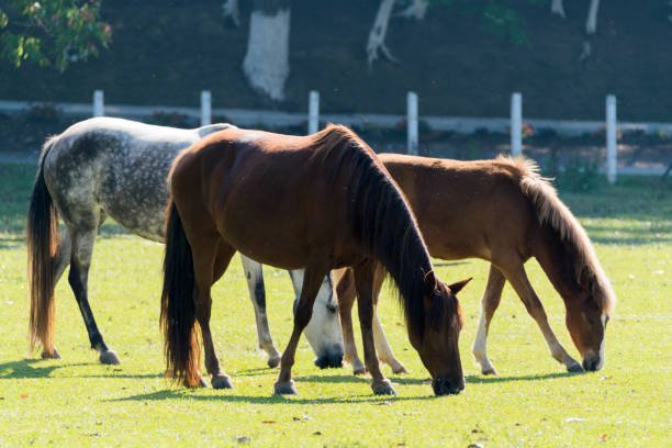 https://horsesforsale.us.com/