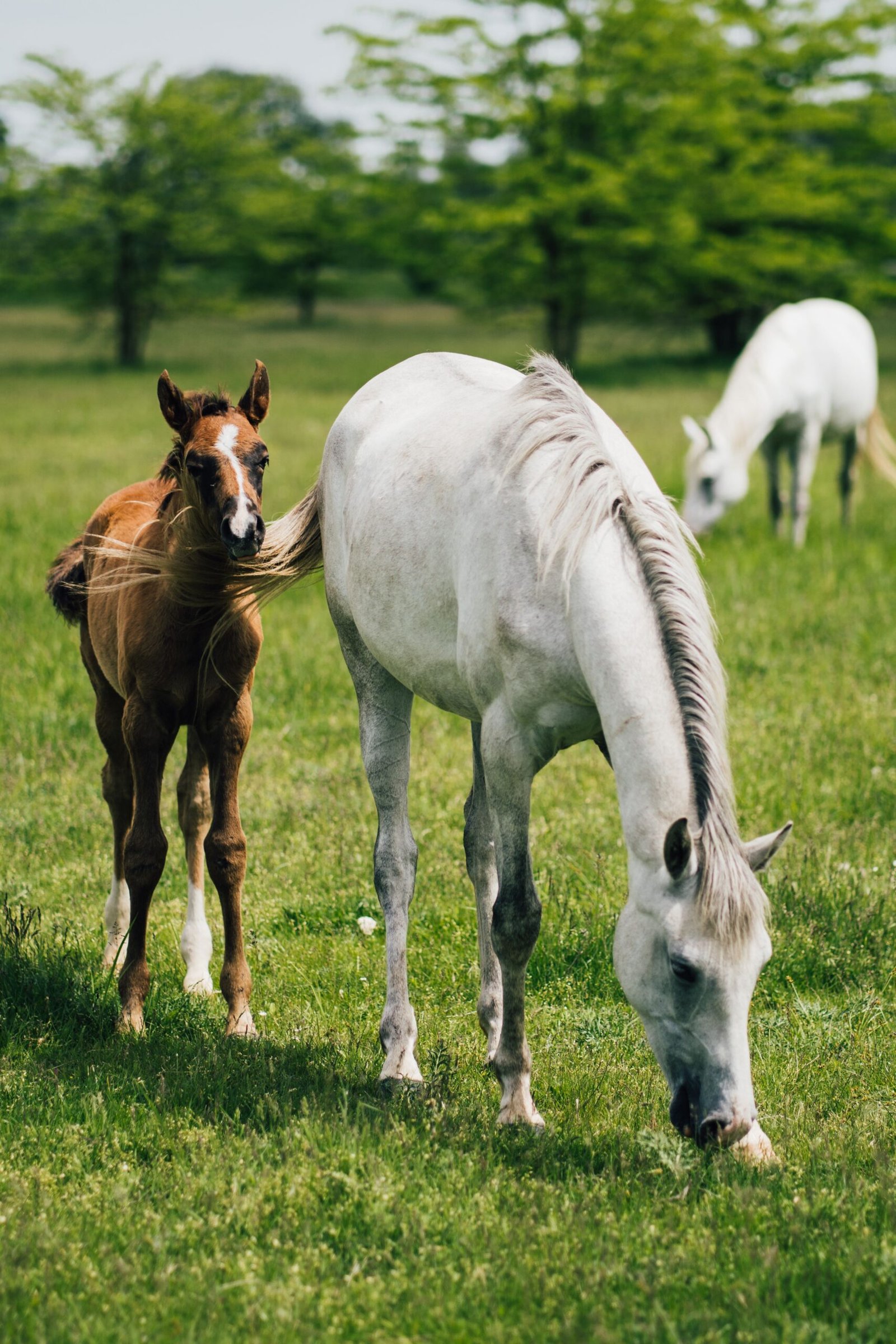 https://horsesforsale.us.com/